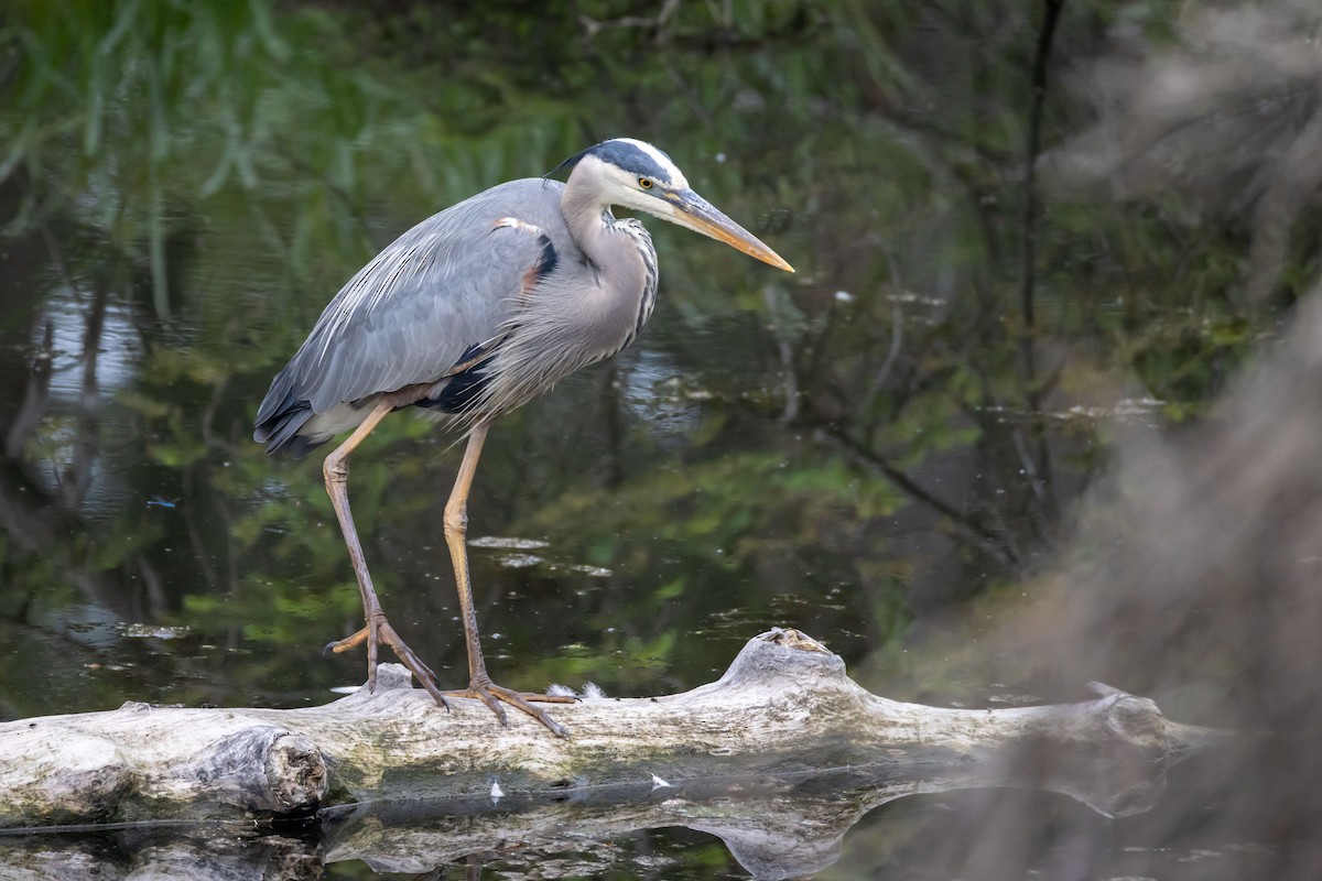 Great Blue Heron - ML638099789