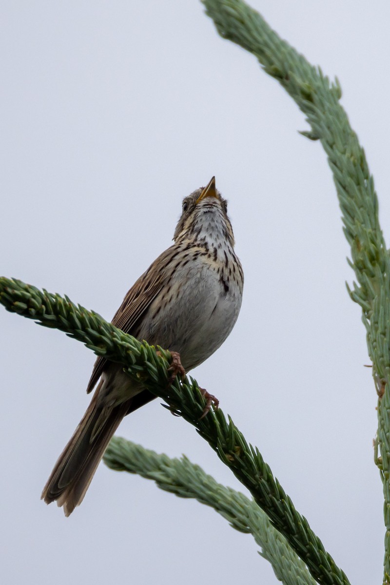Lincoln's Sparrow - ML638099797