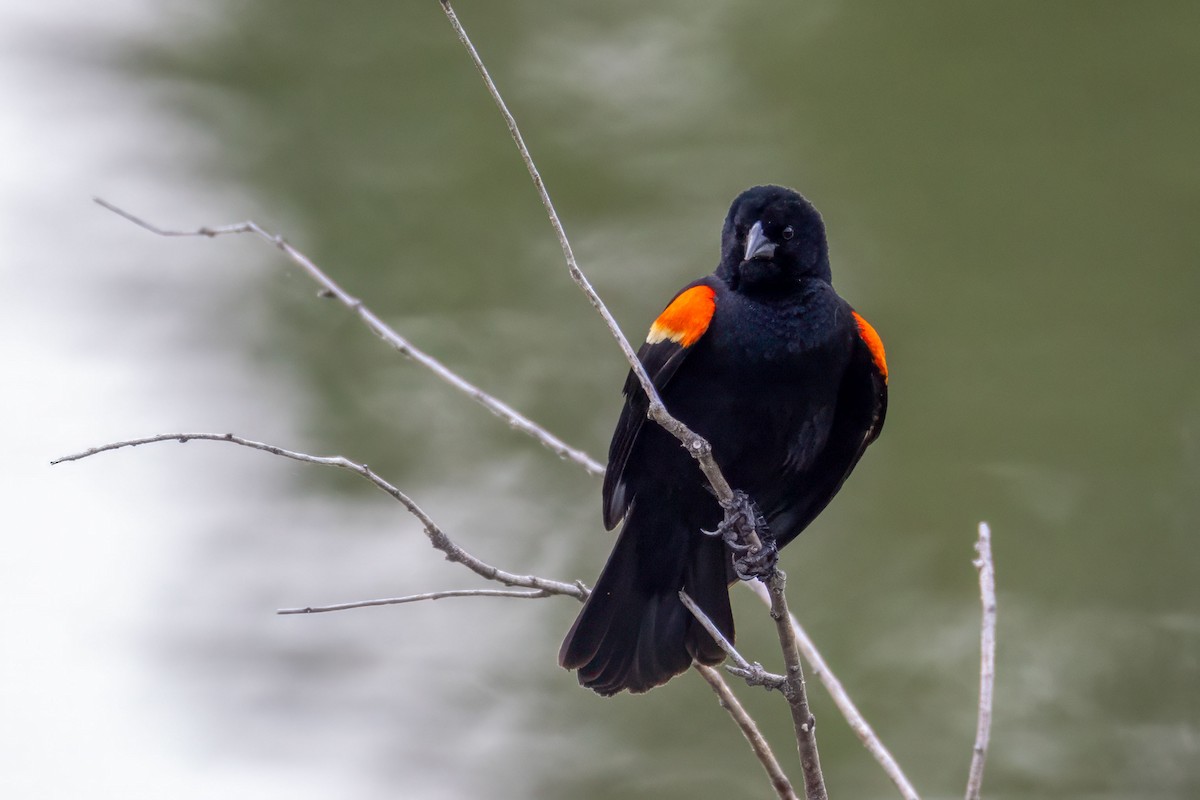 Red-winged Blackbird - ML638099799