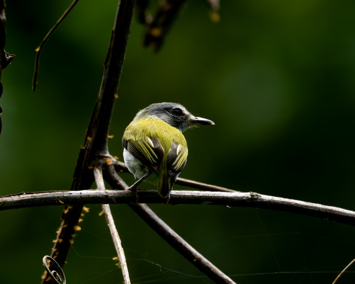 Short-tailed Pygmy-Tyrant - ML638099801