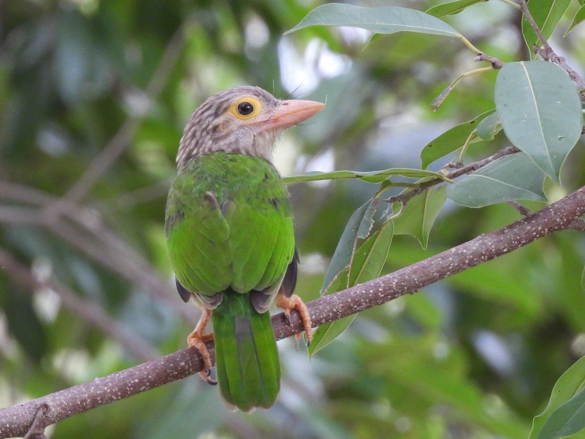 Lineated Barbet - ML638099803