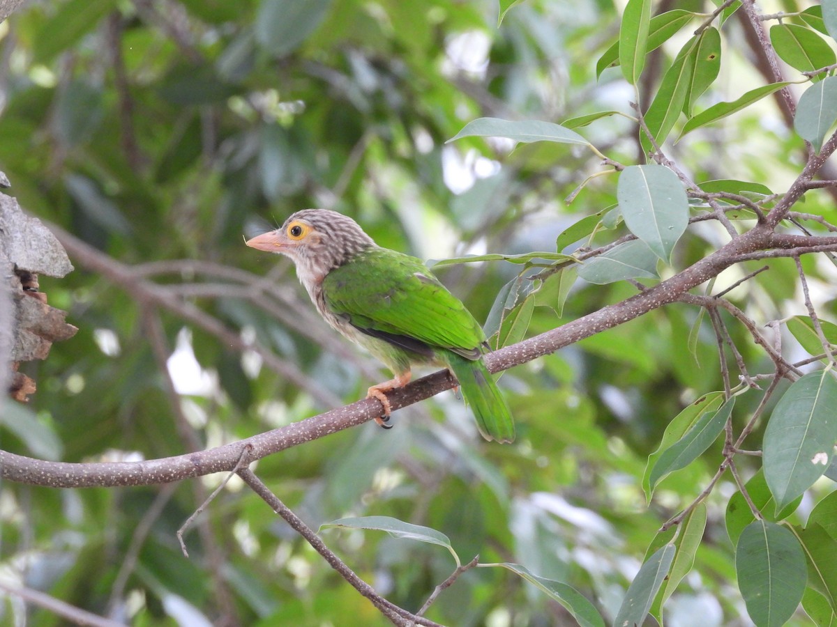 Lineated Barbet - ML638099804