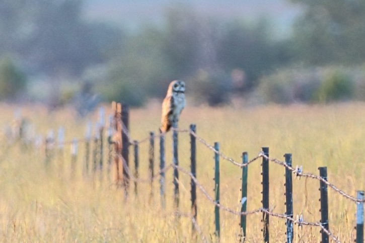 Short-eared Owl - ML638099811