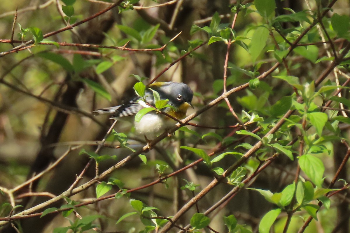Kuzeyli Parula - ML638099874