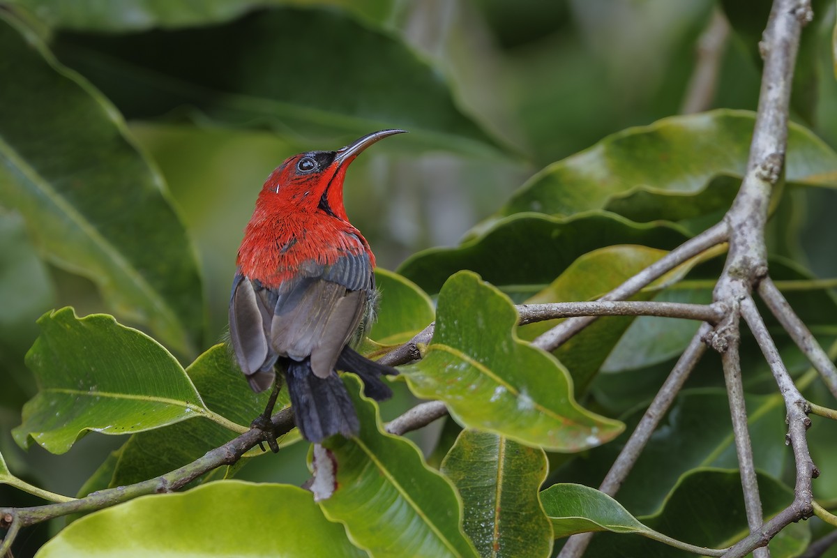 Crimson Sunbird - ML638099877