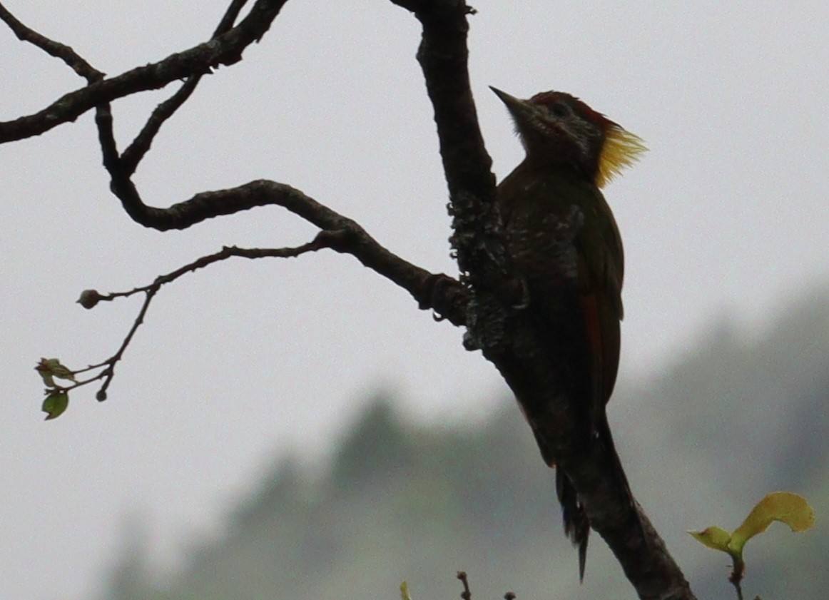 Lesser Yellownape - ML638099879