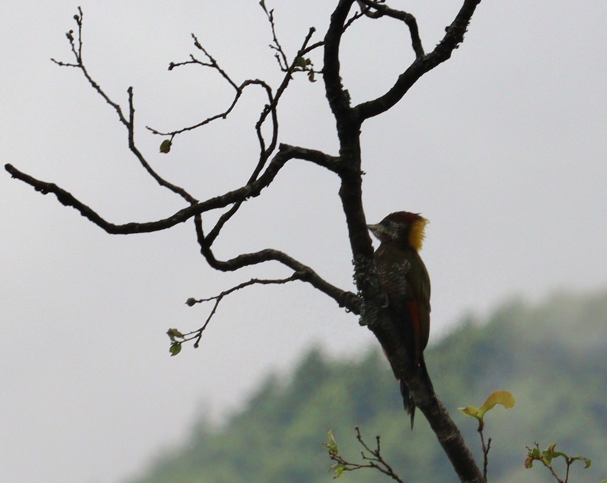 Lesser Yellownape - ML638099880
