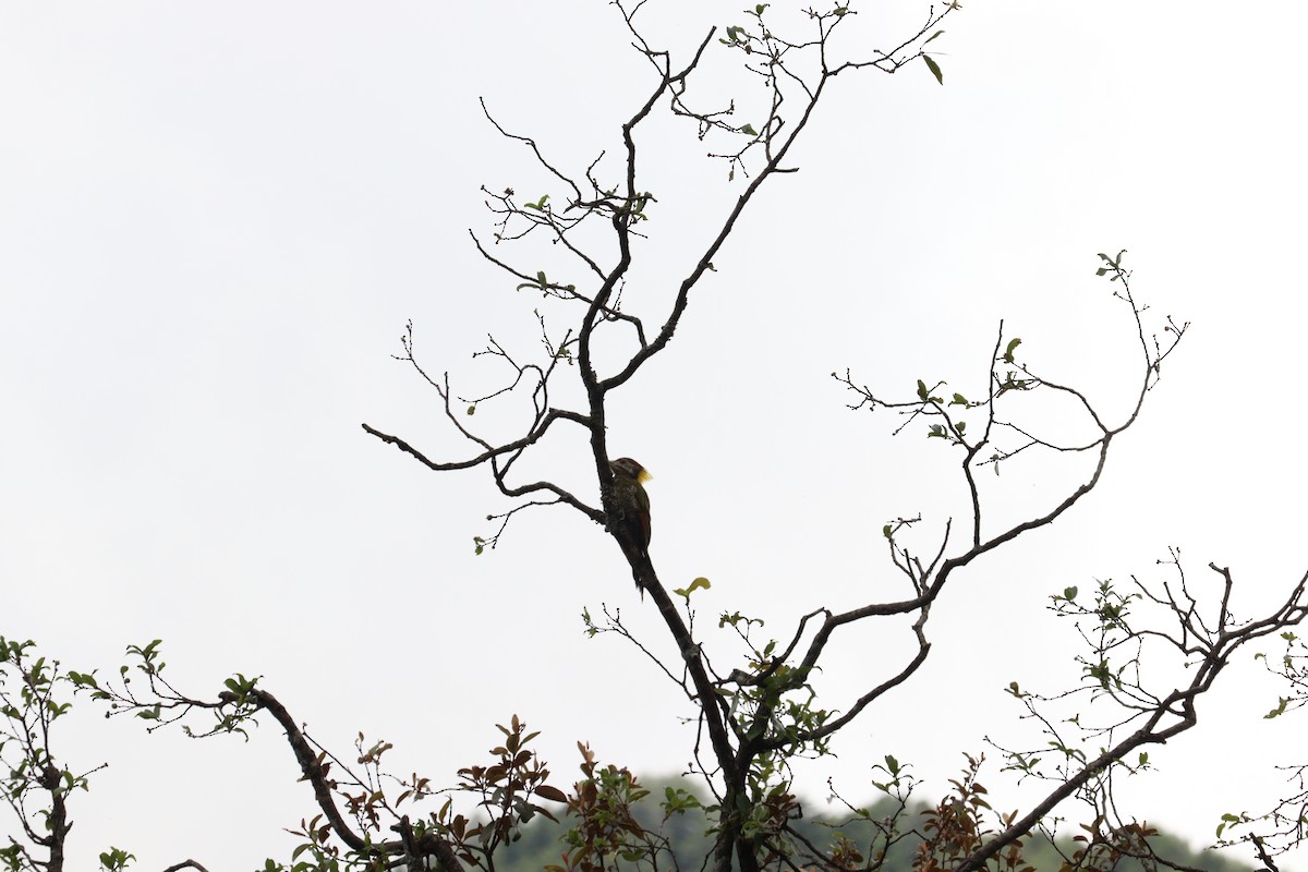 Lesser Yellownape - ML638099881