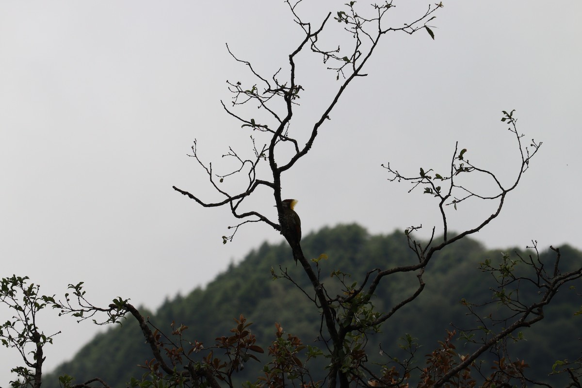 Lesser Yellownape - ML638099882