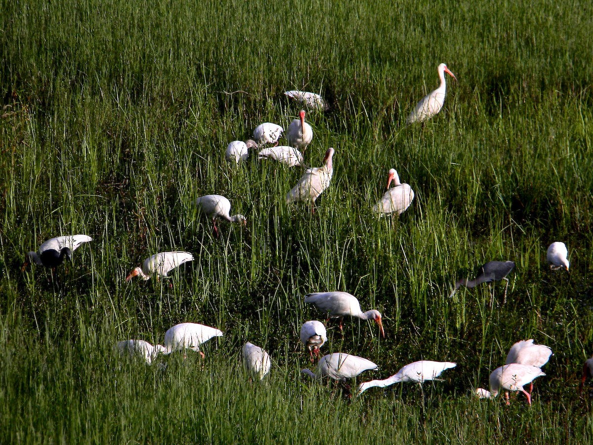White Ibis - ML638099884
