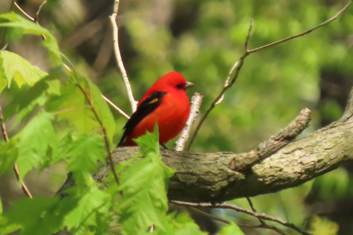 Scarlet Tanager - ML638099907