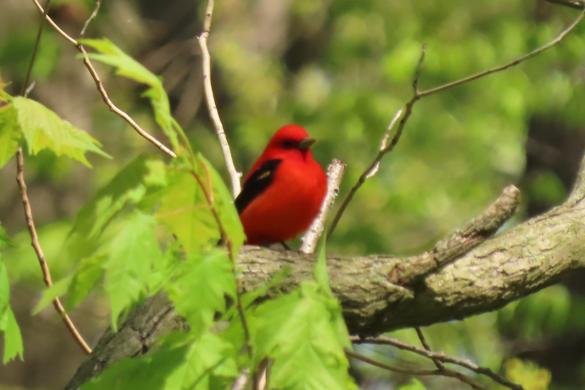 Scarlet Tanager - ML638099908