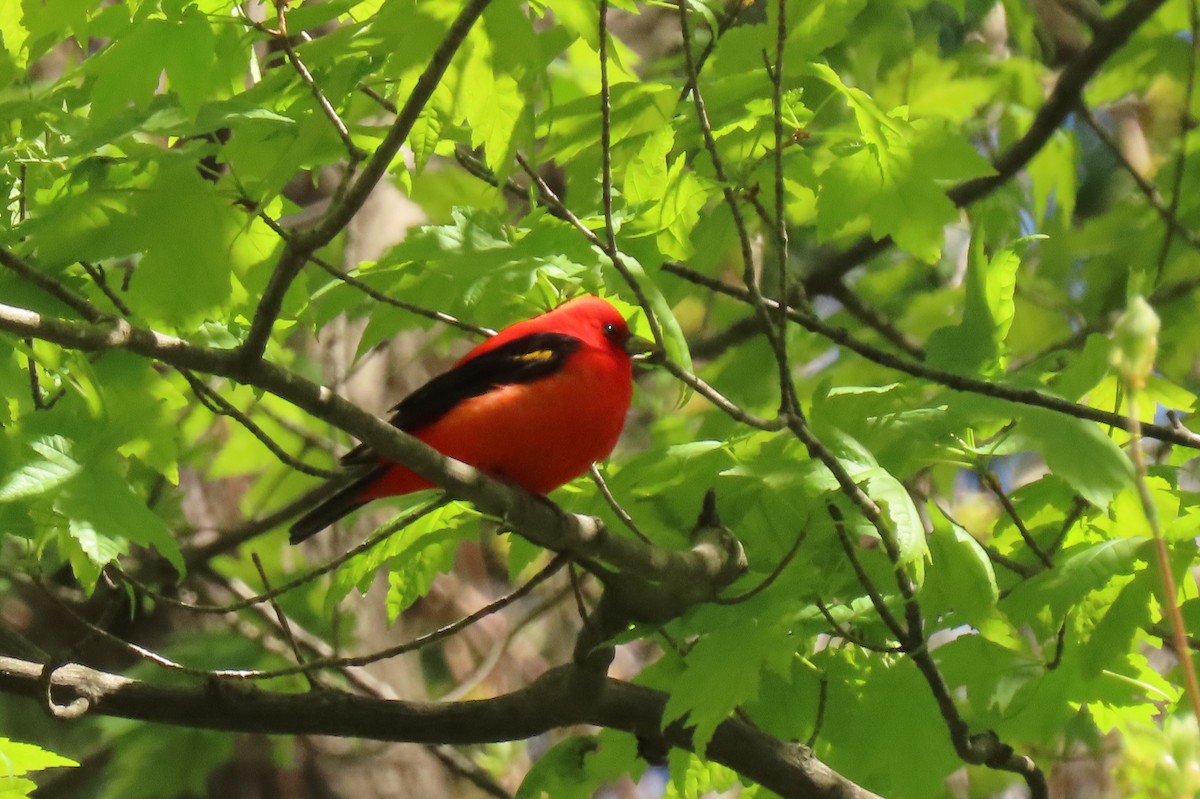 Scarlet Tanager - ML638099909