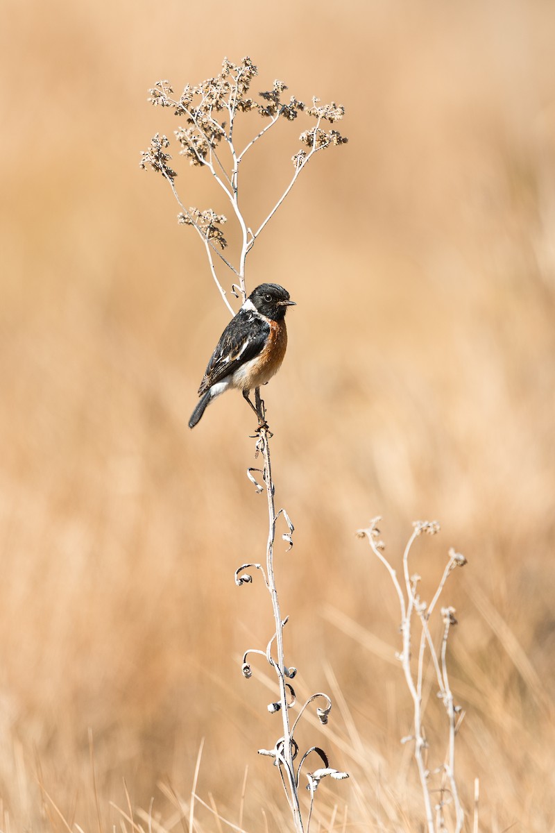 African Stonechat (African) - ML638099915