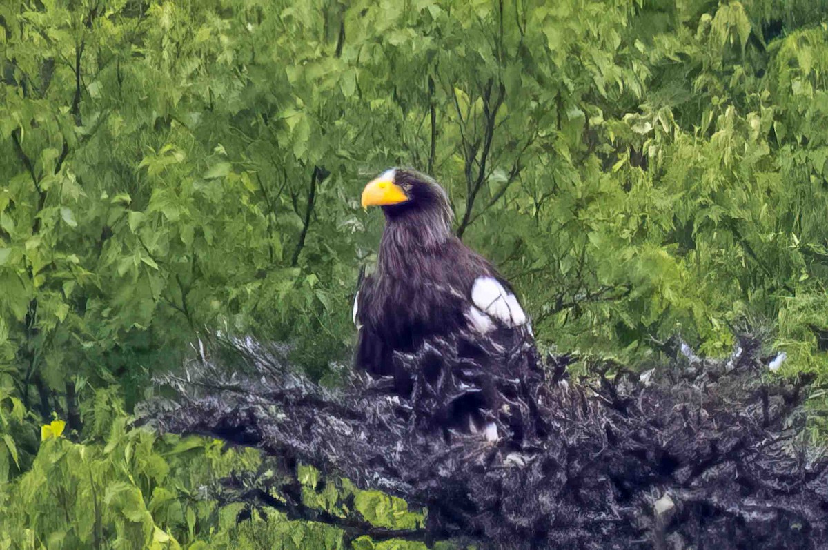 Steller's Sea-Eagle - ML638099947