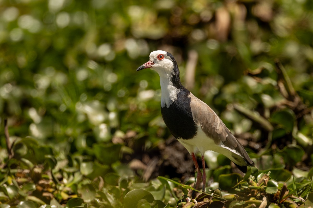 Long-toed Lapwing - ML638099955