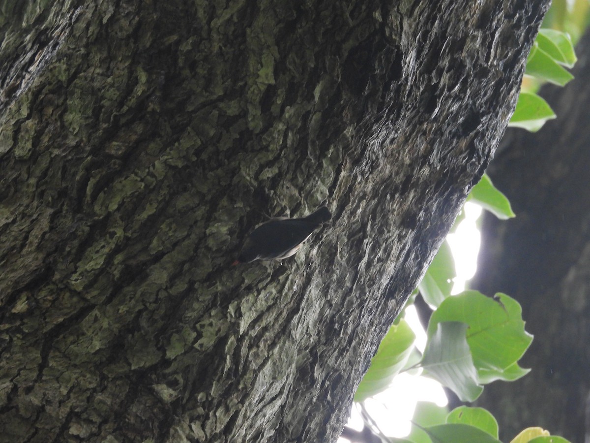 Velvet-fronted Nuthatch - ML638099981