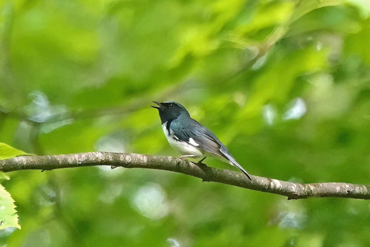 Black-throated Blue Warbler - ML638099982