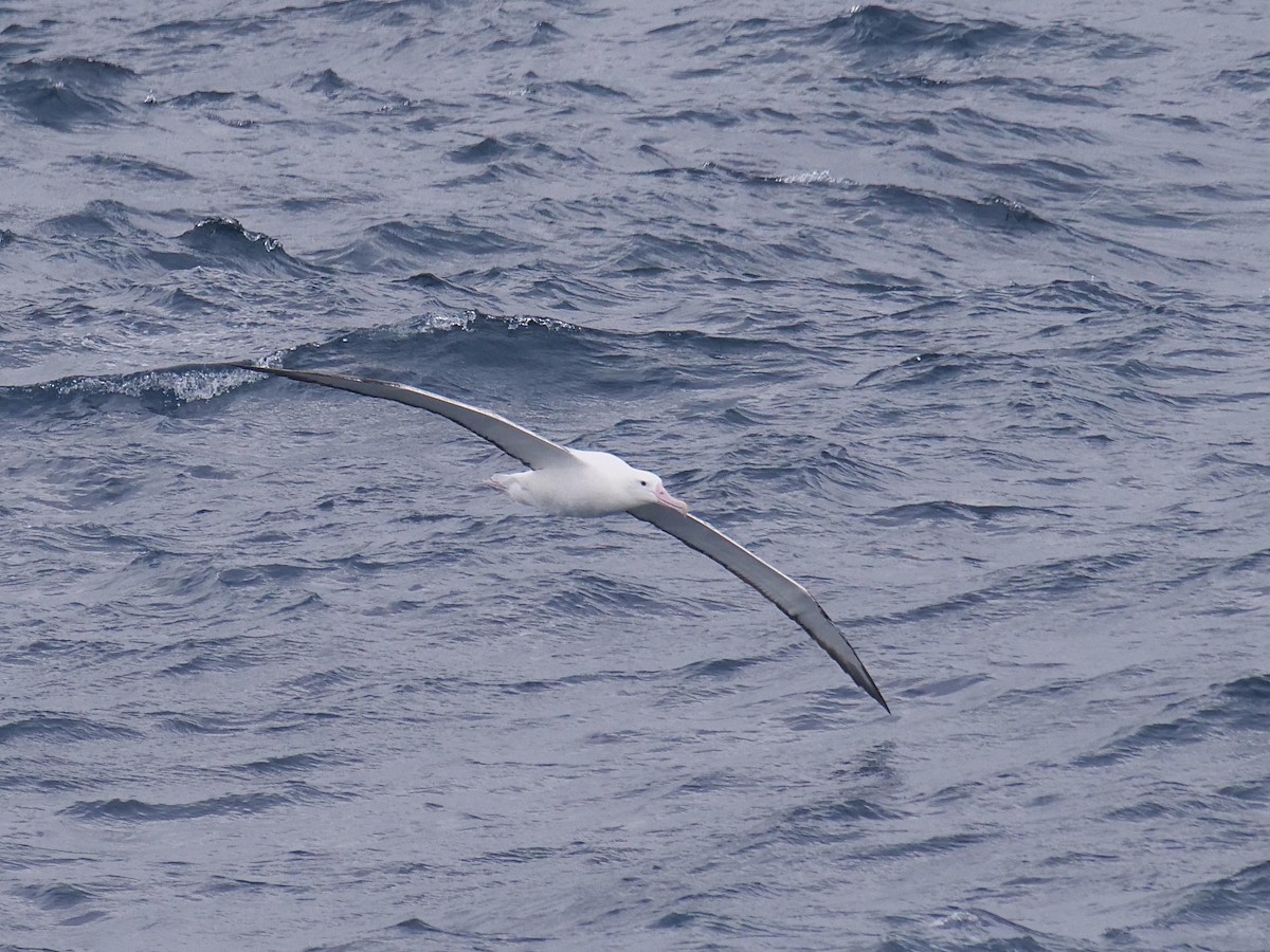 Southern Royal Albatross - ML638099983