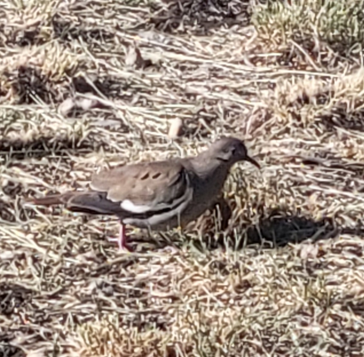 White-winged Dove - ML638099992