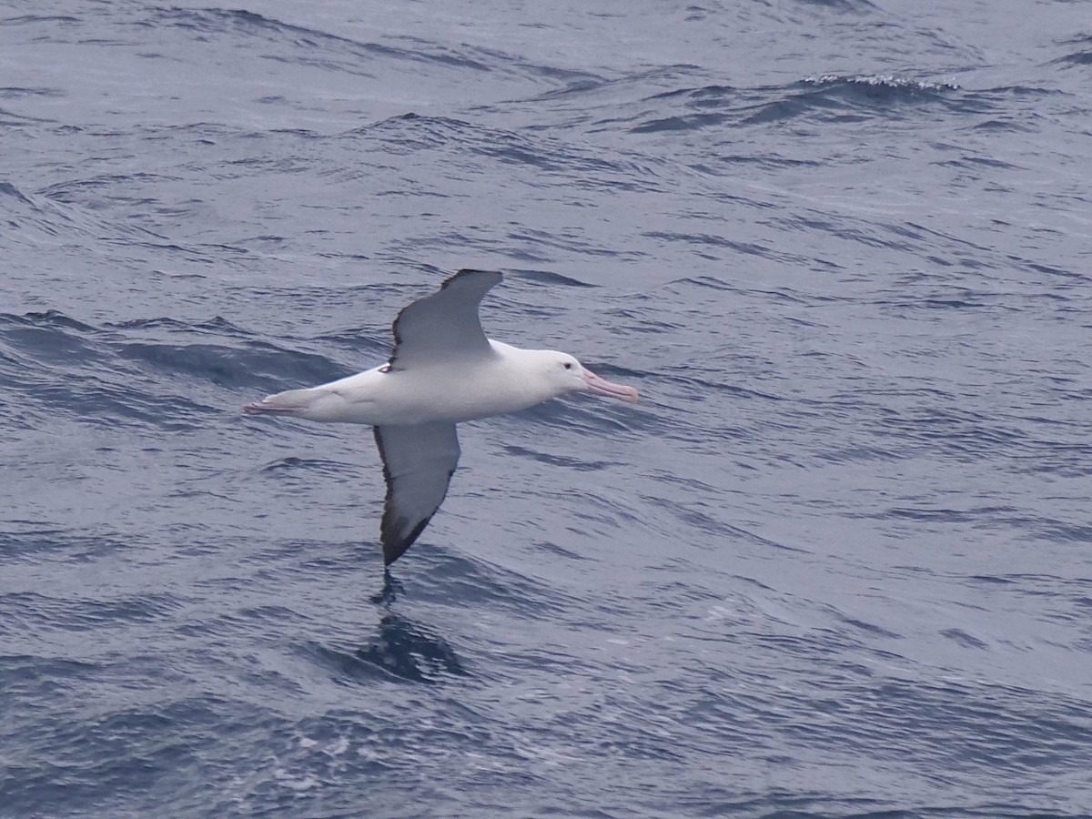 Southern Royal Albatross - ML638099993