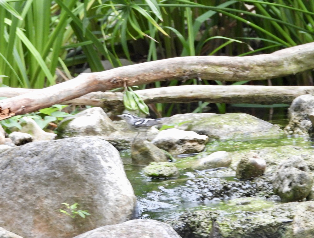 Black-and-white Warbler - ML638099996