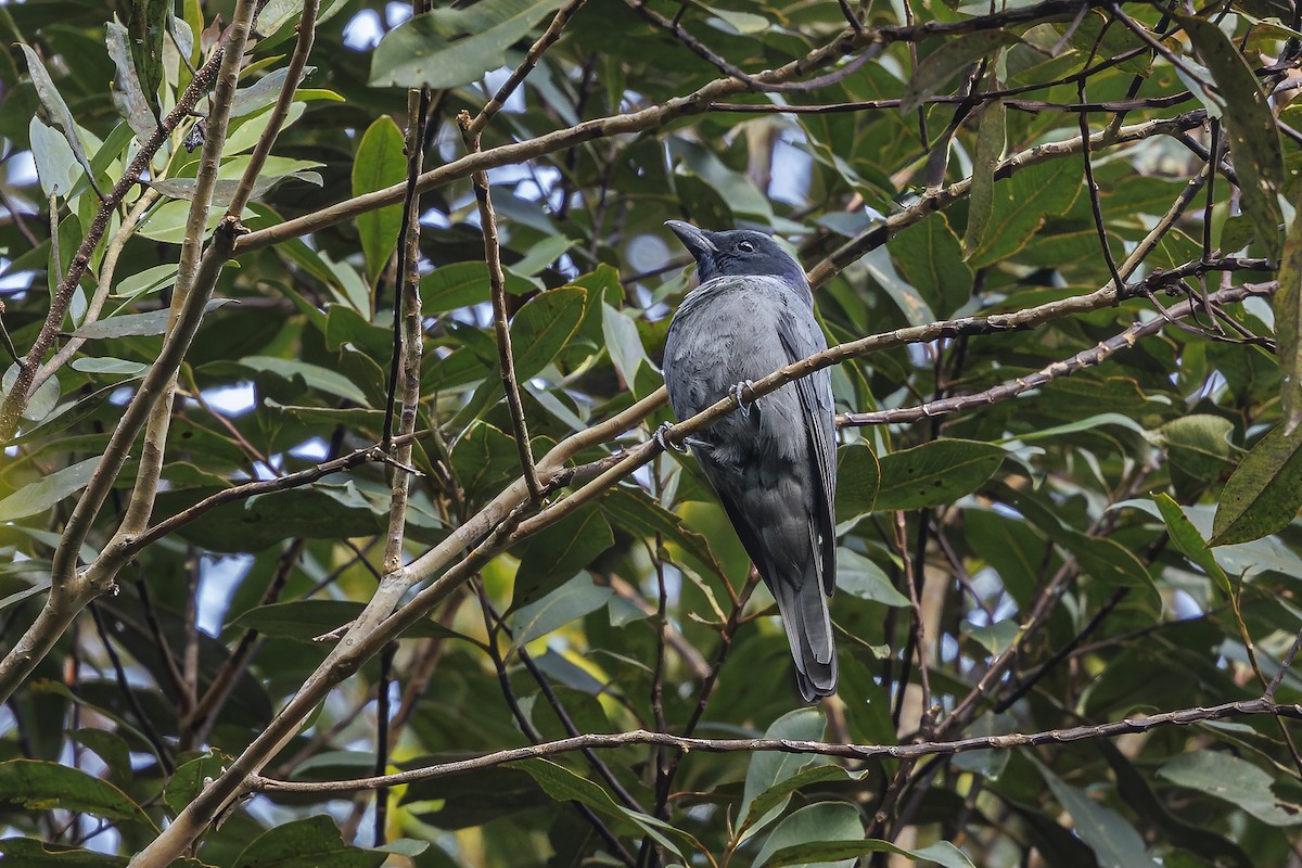 Sunda Cuckooshrike - ML638100001