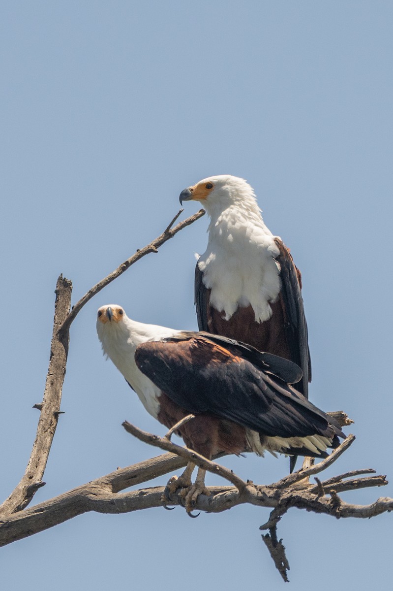 African Fish-Eagle - ML638100002