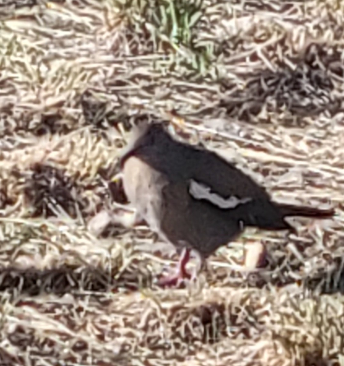 White-winged Dove - ML638100003