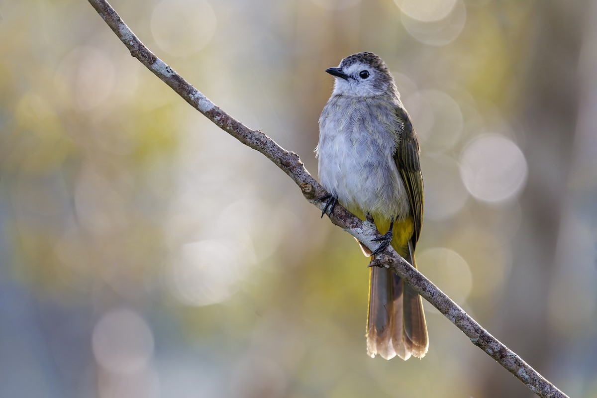 Pale-faced Bulbul - ML638100011