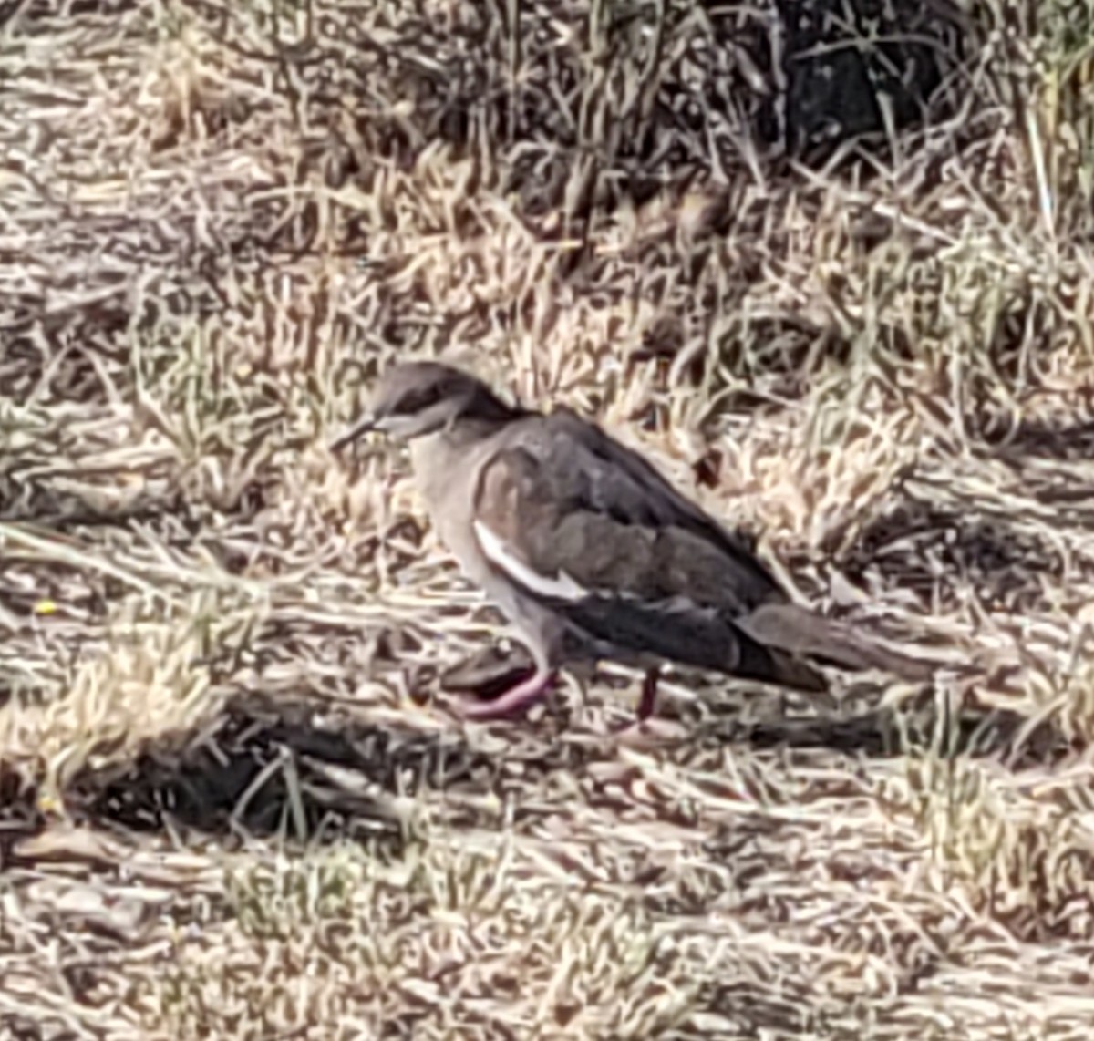 White-winged Dove - ML638100012