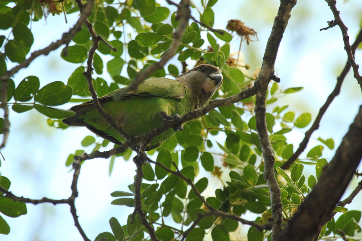 Brown-headed Parrot - ML638100017