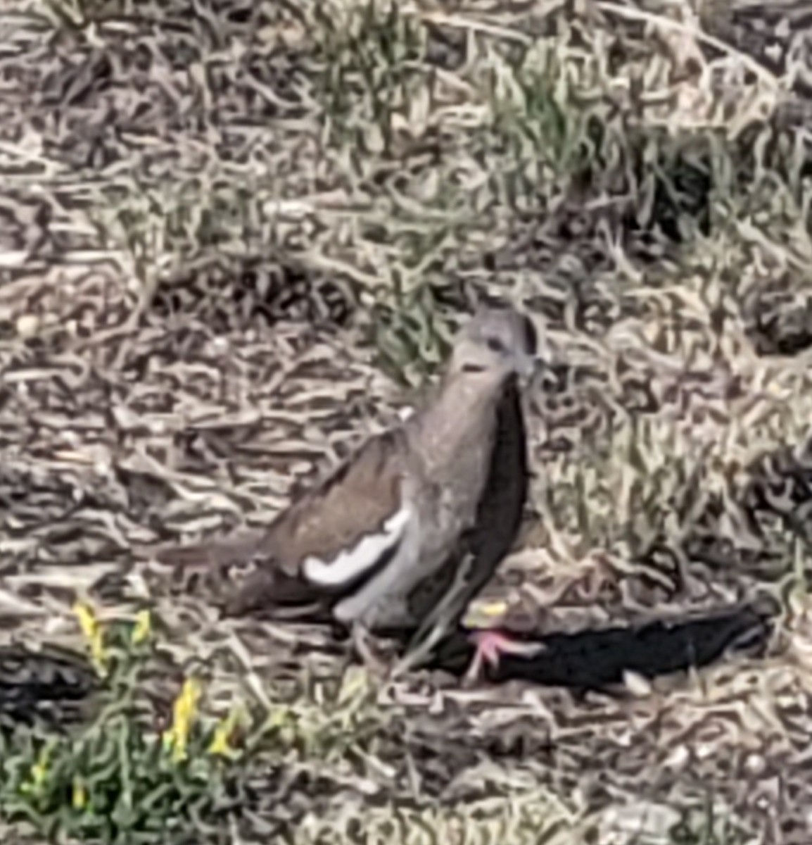 White-winged Dove - ML638100021