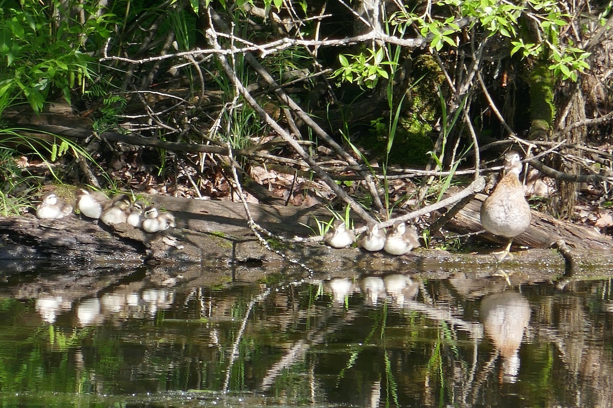 Wood Duck - ML638100026
