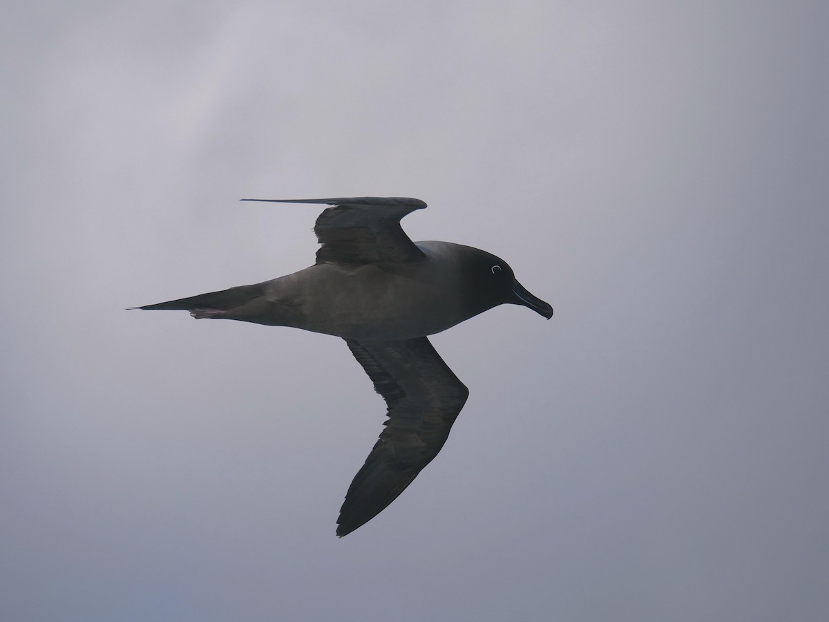 Albatros Tiznado - ML638100028