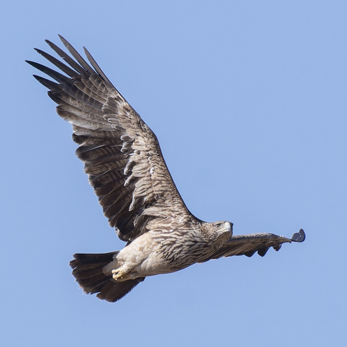 Imperial Eagle - ML638100032