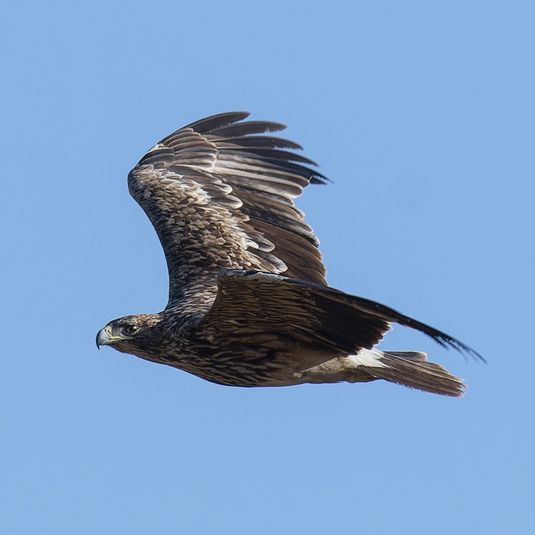 Imperial Eagle - ML638100035