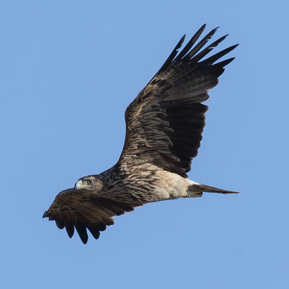 Imperial Eagle - ML638100036