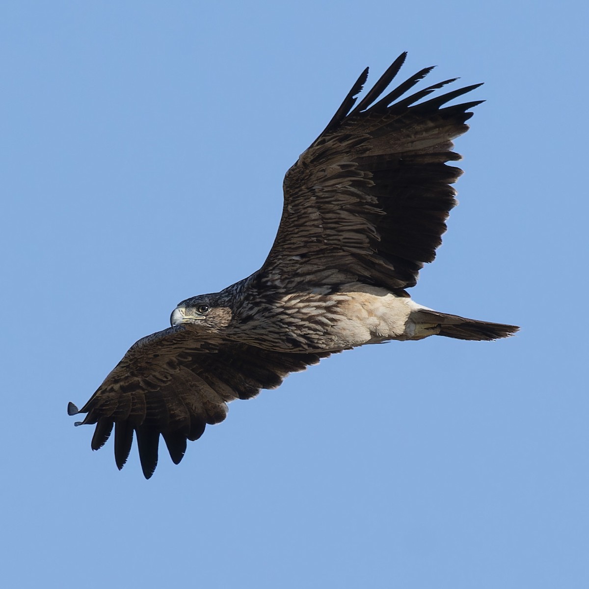 Imperial Eagle - ML638100037