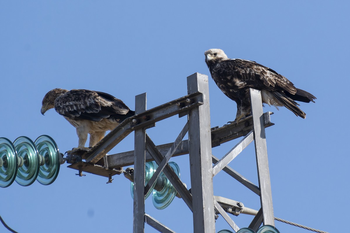 Imperial Eagle - ML638100038