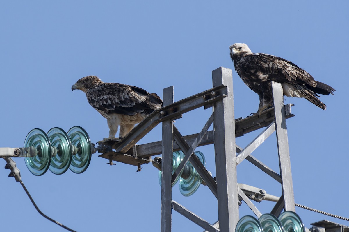 Imperial Eagle - ML638100039