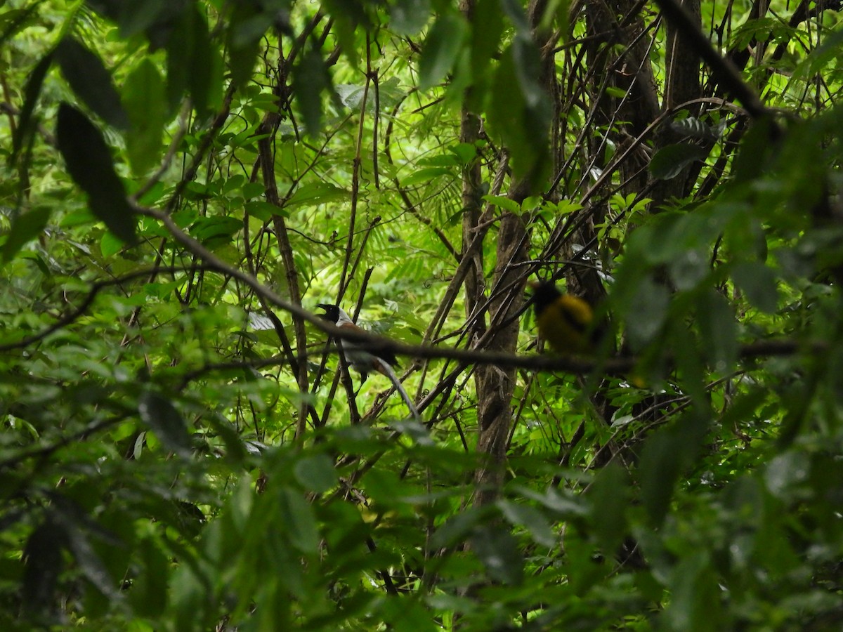 White-bellied Treepie - ML638100041