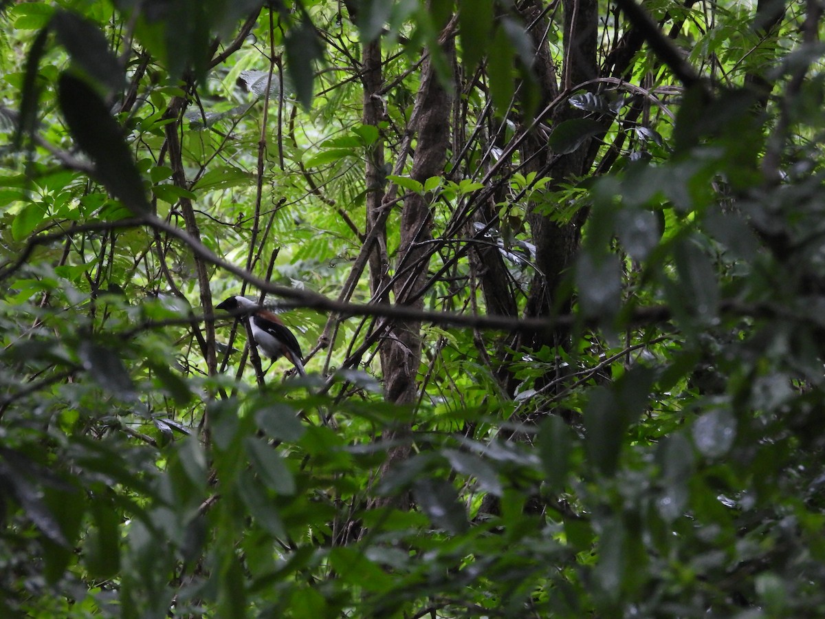 White-bellied Treepie - ML638100042