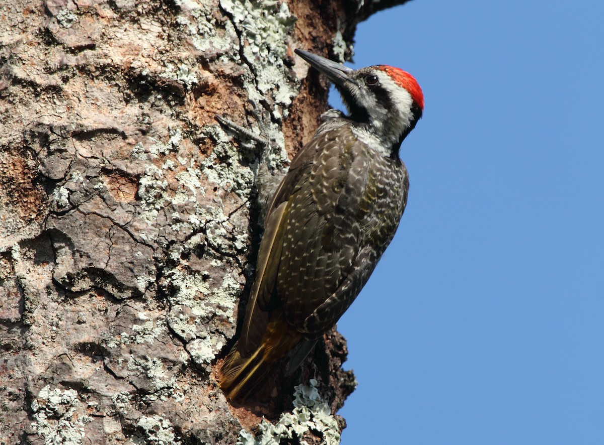 Bearded Woodpecker - ML638100064