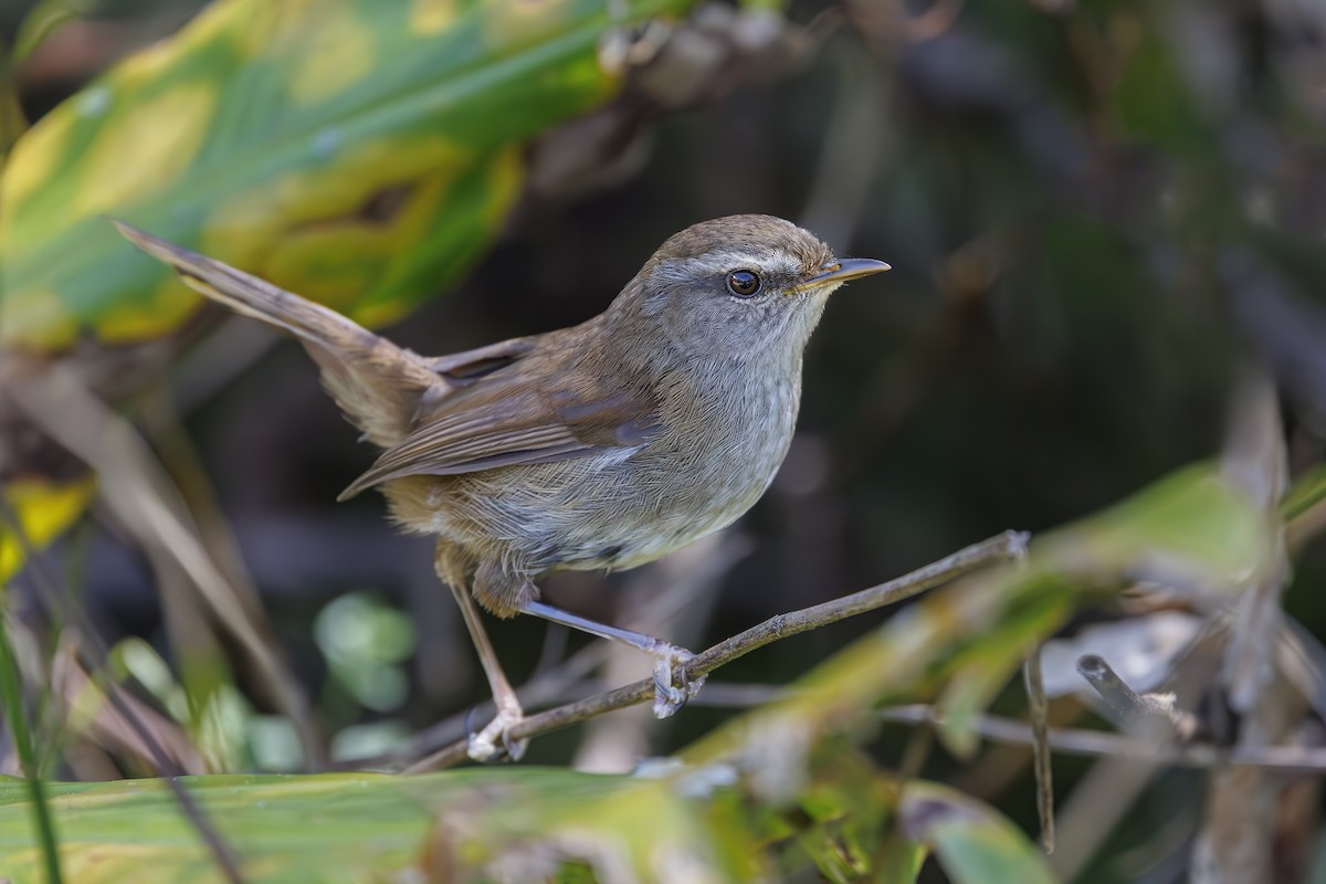 Aberrant Bush Warbler (Sunda) - ML638100068