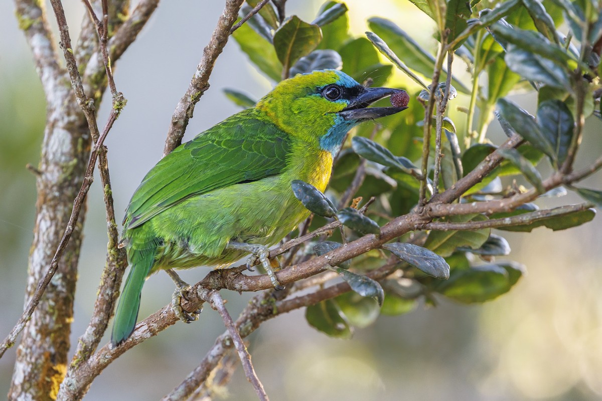 Golden-naped Barbet - ML638100077