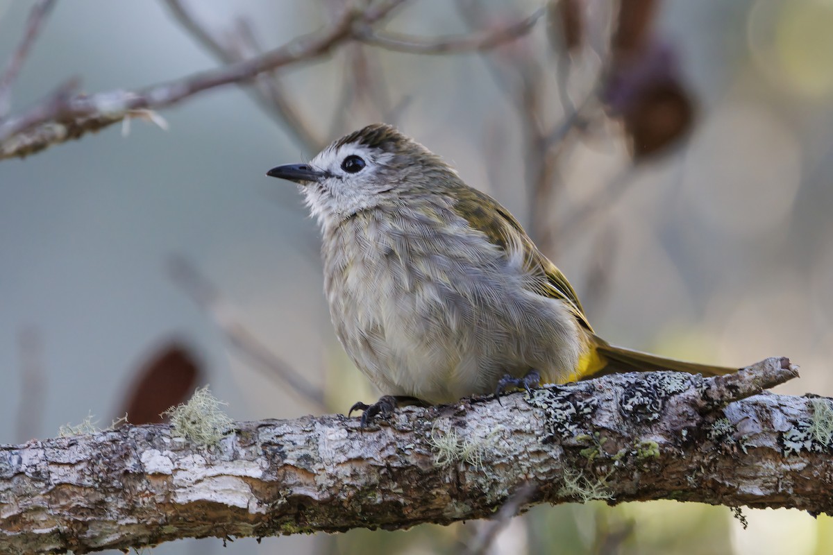 Pale-faced Bulbul - ML638100100