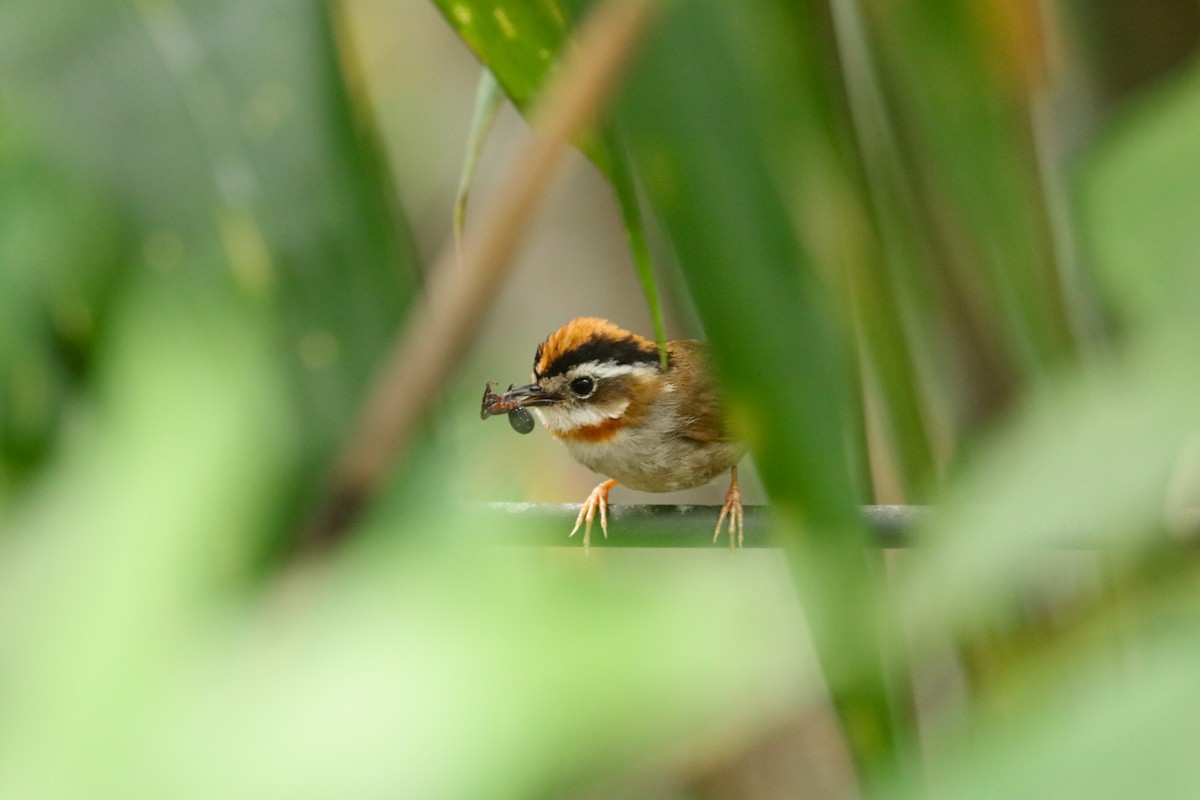 Rufous-throated Fulvetta - ML638100132