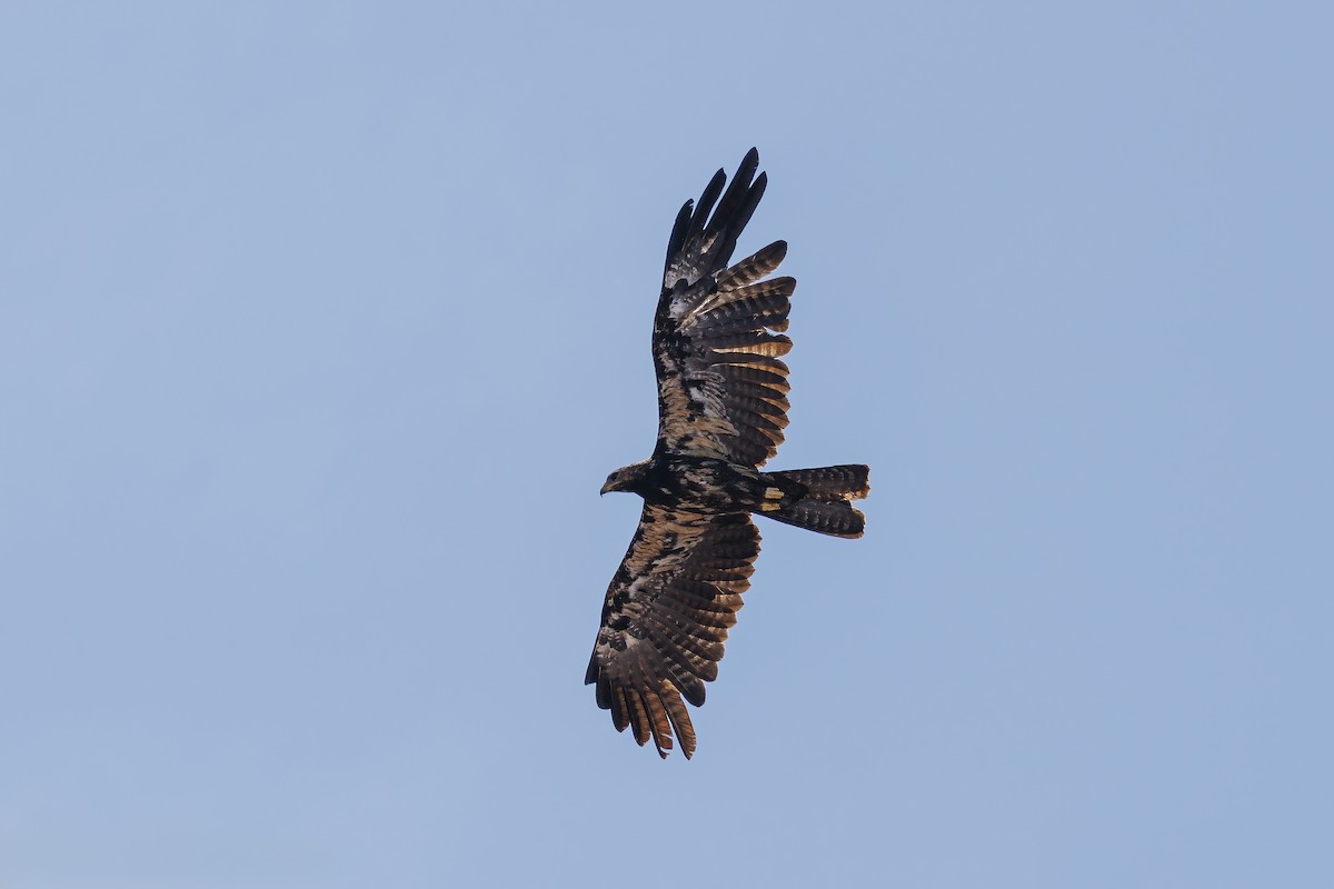 Black Eagle - ML638100185