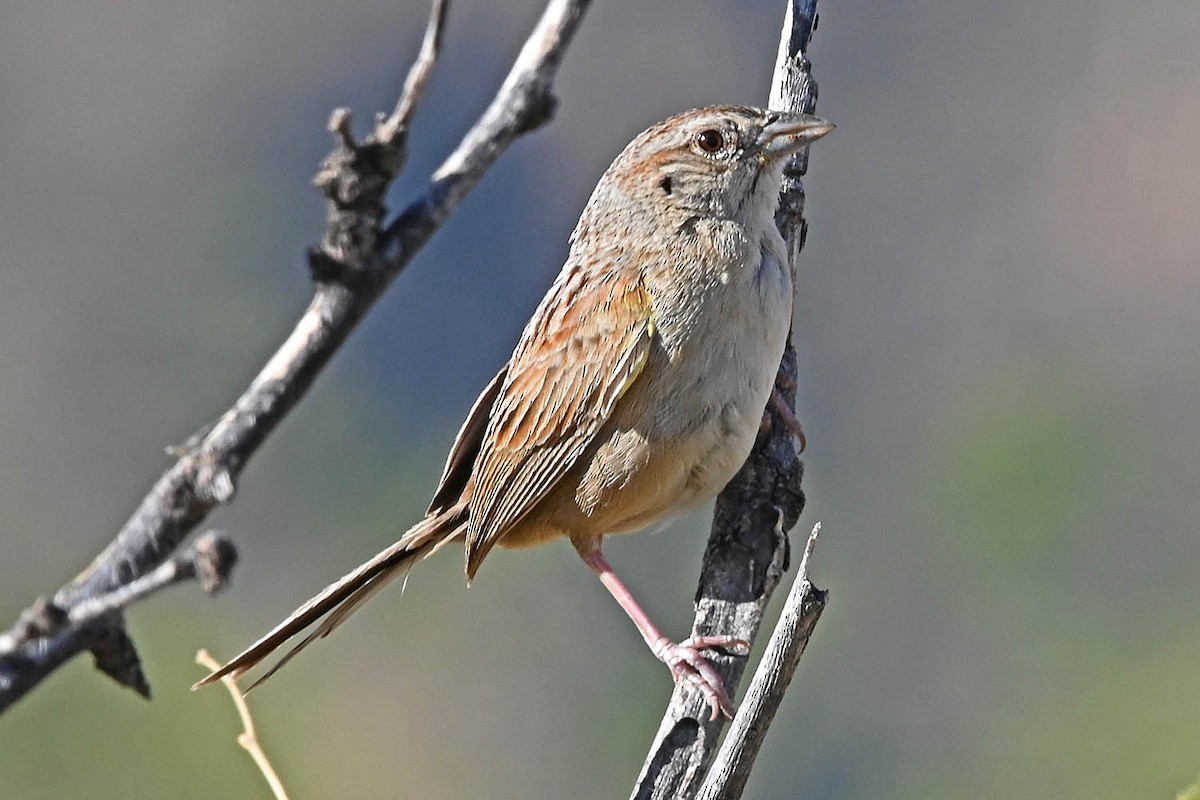 Botteri's Sparrow - ML638100217
